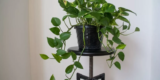 What Are the Best Indoor Plants for Beginners?